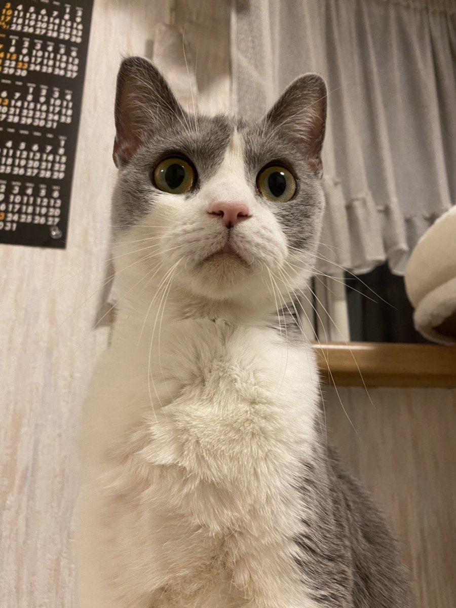 willpapa4's tweet photo. 昨日で投薬を開始して1週間ということで今日は副反応検査に行ってきました。
結果は、どの数値も安定しているのとことで安心しました。
しかし、体重が増えてしまい当薬量が増えました…
健康なのは嬉しいですが体重管理も気をつけたいと思います！ https://t.co/wkI6mWZwf0