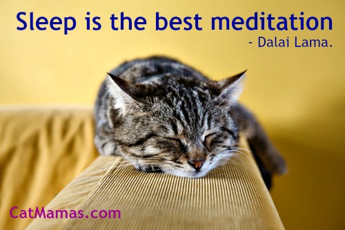 CatMamasDotCom's tweet image. Once again, #cats are leading by example! #inspiration