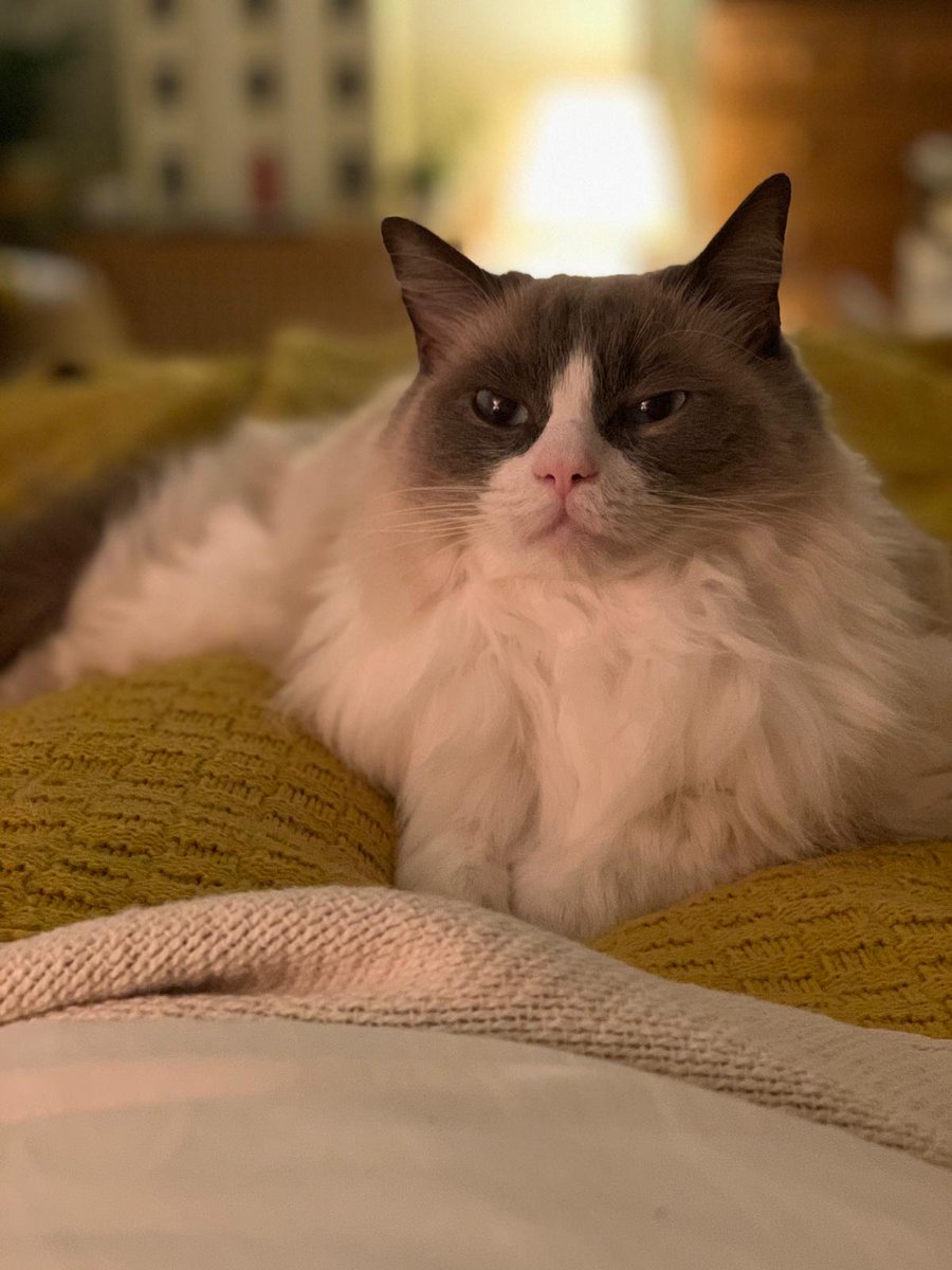 I'm floofed up and ready. Who wants a hug?

#NationalHuggingDay #fluffyfursday #catsoftwitter #cats #thursdaymorning #Ragdoll #floofclub