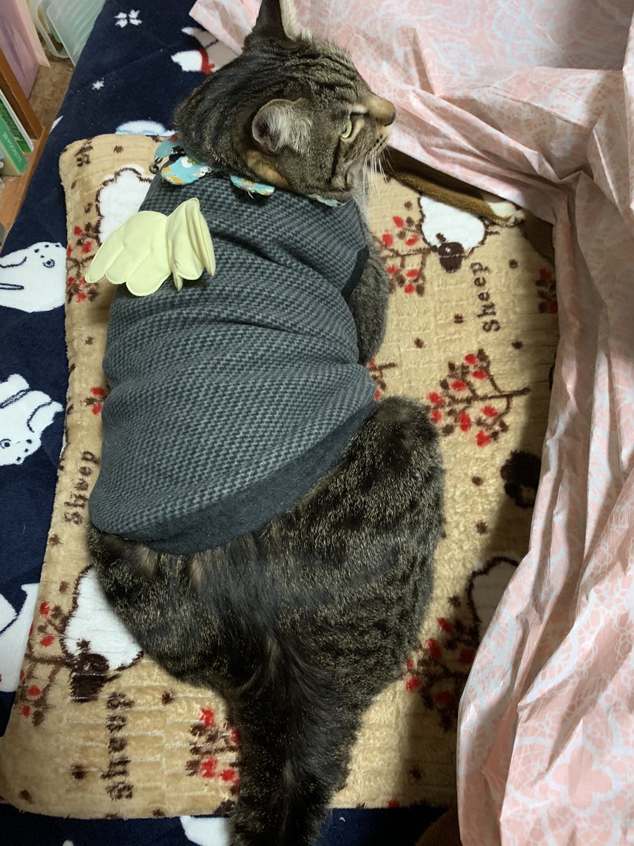 猫血尿 猫血尿