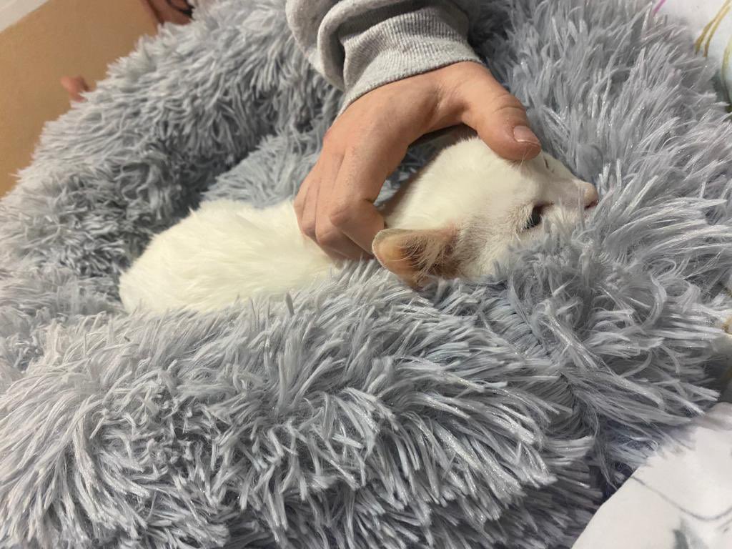 #FelizJueves ! Hoy queremos haceros sonreír con algunas fotos de los peques adoptados a través de nuestra colaboración con <a href="/tiendanimal/">Tiendanimal</a> , felices en sus nuevos hogares, #AdoptaNoCompres