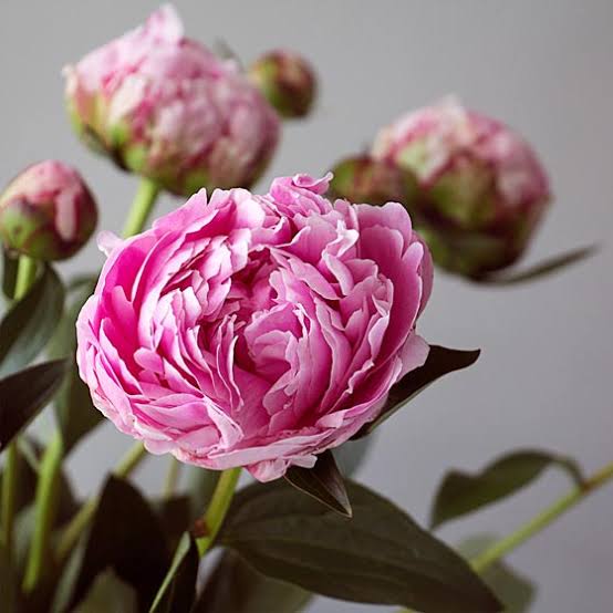 Peony flowers are much loved in China & feature prominently in art & folklore. They symbolise royalty, wealth & honour & are often used in poetry to symbolise young girls. In art they can represent a wish for riches to come to the recipient.
#FolkloreThursday #flowers #plantlore
