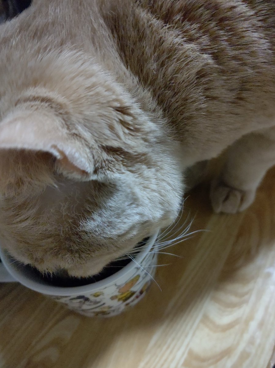 ひとつ お茶大好き長男 茶トラ2歳 の為に猫専用にしたマグカップ 二代目 に毎日ノンカフェインのお茶入れてあげている ルイボスが特にお気に入りらしい お茶が無いと物凄く訴えてくる 笑 真似して長女 灰サビ2歳 も飲む 猫 ねこ 猫のいる暮らし 猫 ひとつ お茶大好き長男 茶トラ2歳 の為に猫専用にしたマグカップ 二代目 に毎日ノンカフェインのお茶入れてあげている ルイボスが特にお気に入りらしい お茶が無いと物凄く訴えてくる 笑 真似して長女 灰サビ2歳 も飲む 猫 ねこ 猫のいる暮らし 猫