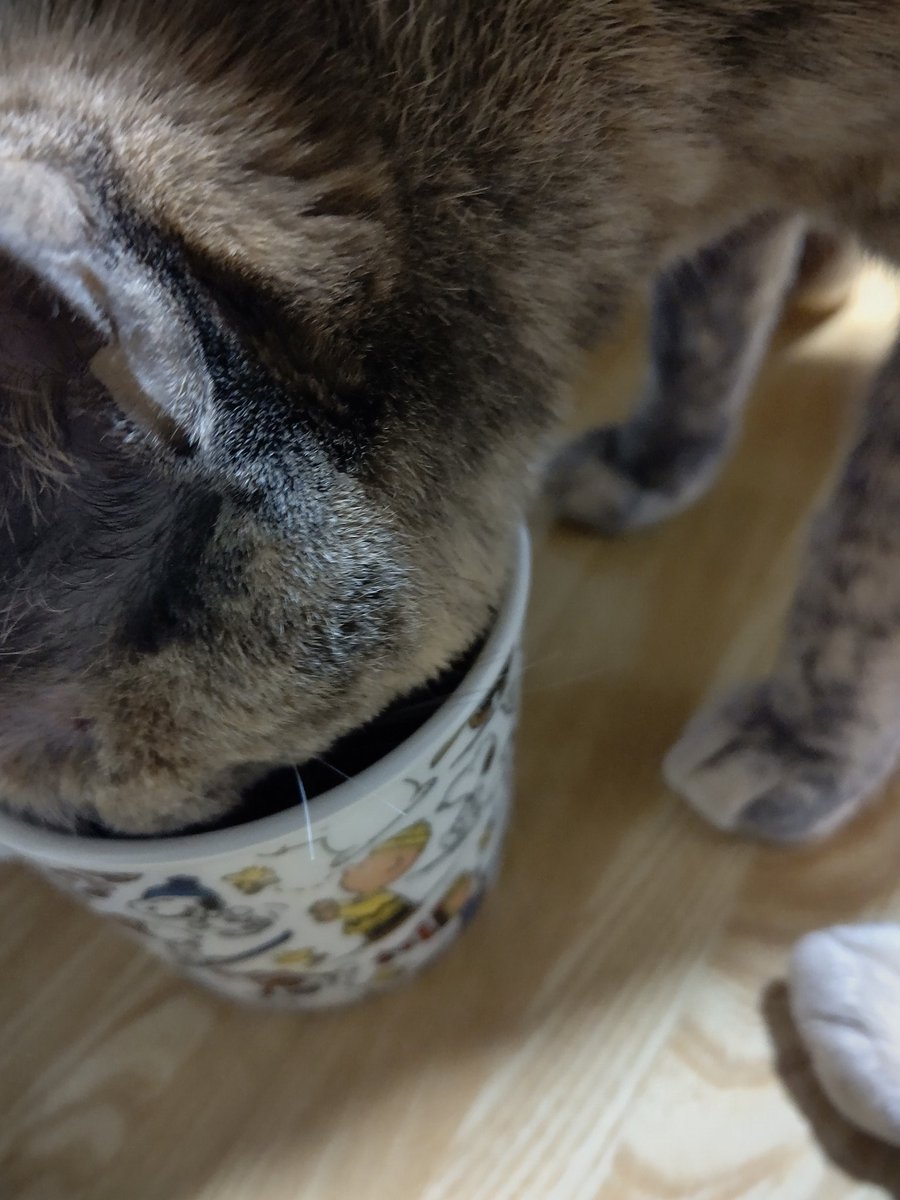 ひとつ お茶大好き長男 茶トラ2歳 の為に猫専用にしたマグカップ 二代目 に毎日ノンカフェインのお茶入れてあげている ルイボスが特にお気に入りらしい お茶が無いと物凄く訴えてくる 笑 真似して長女 灰サビ2歳 も飲む 猫 ねこ 猫のいる暮らし 猫 ひとつ お茶大好き長男 茶トラ2歳 の為に猫専用にしたマグカップ 二代目 に毎日ノンカフェインのお茶入れてあげている ルイボスが特にお気に入りらしい お茶が無いと物凄く訴えてくる 笑 真似して長女 灰サビ2歳 も飲む 猫 ねこ 猫のいる暮らし 猫