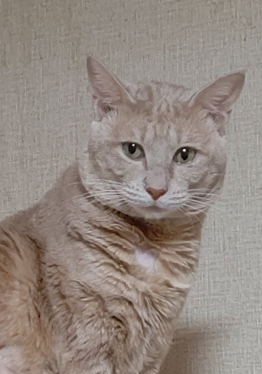 ひとつ お茶大好き長男 茶トラ2歳 の為に猫専用にしたマグカップ 二代目 に毎日ノンカフェインのお茶入れてあげている ルイボスが特にお気に入りらしい お茶が無いと物凄く訴えてくる 笑 真似して長女 灰サビ2歳 も飲む 猫 ねこ 猫のいる暮らし 猫 ひとつ お茶大好き長男 茶トラ2歳 の為に猫専用にしたマグカップ 二代目 に毎日ノンカフェインのお茶入れてあげている ルイボスが特にお気に入りらしい お茶が無いと物凄く訴えてくる 笑 真似して長女 灰サビ2歳 も飲む 猫 ねこ 猫のいる暮らし 猫