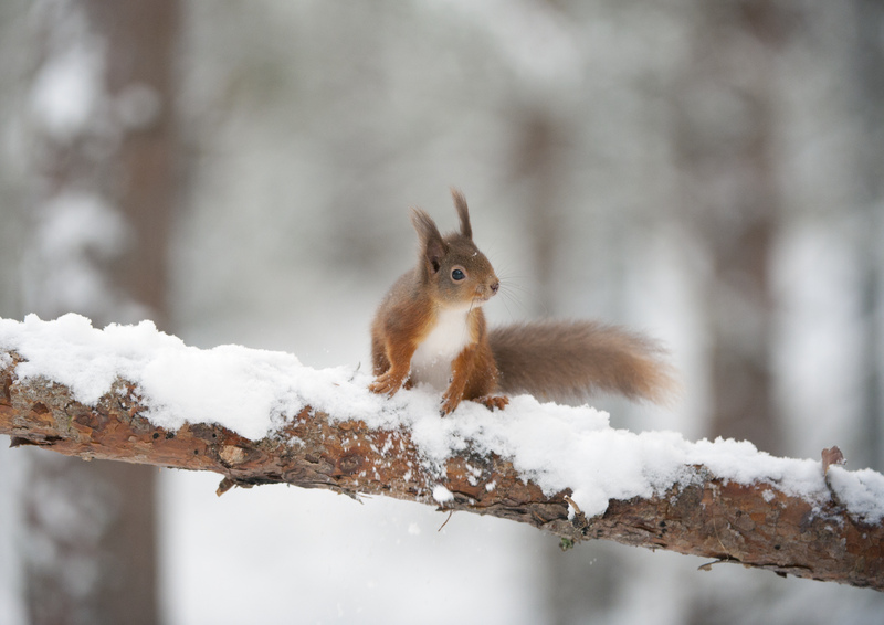 Happy #RedSquirrelAppreciationDay everyone. We think these amazing creatures should be protected and celebrated. Want to find out more about our works with reds and the Red Squirrel Project? Visit our website here nwt.org.uk/what-we-doproj…
<a href="/RedSquirrelsNE/">RSNE</a>📷: Mark Hamblin/2020VISION