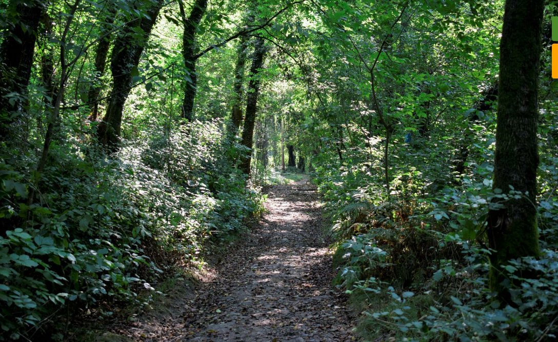 MinhoRio's tweet photo. #riominhoagolpedeclic
👉Paseamos virtualmente por un dos bosques🌳 máis extensos da Península: o bosque de ribeira do Louro en Tui, un espazo singular que confiamos en poder percorrer en breve a pé🚶‍♂️ ou en bicicleta🚴‍♀️.
📲Consulta no https://t.co/IE0kJGLv7I https://t.co/Yxnz8fE6RM