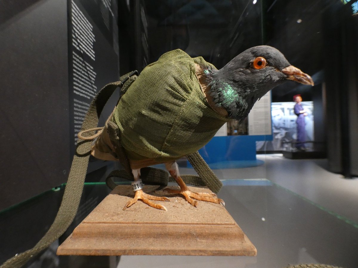 Every week Museummedia launches a new theme through #Collectievissen. This week: #pigeon. The museum owns a carrier pigeon in an American uniform. This uniform was used for short transports in which the pigeon could be tied to a soldier's uniform with a piece of string. #duif