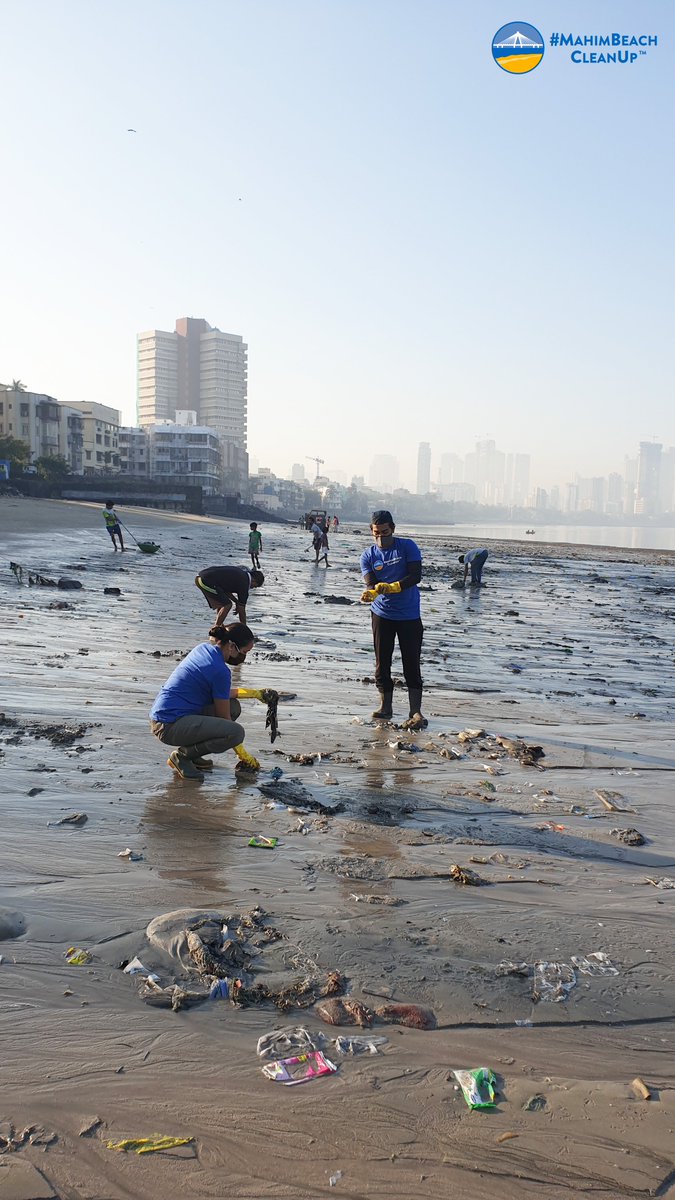 mahimbeach's tweet photo. Week 174: Our beach of beauty. Where the local community is centrestage. And cleanliness is a way of life.
#MahimBeachCleanUp #DoYourBit #CleanSocietyCleanNation #Recycle #DisposeWasteResponsibly #KoliCommunity #FishermenOfMahim @indranilsm @RabiaTewari @DighavkarKiran @mybmc https://t.co/k1PeyVrLrJ