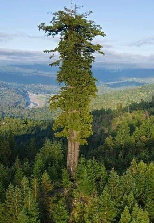 DanyalGilani's tweet photo. Hiperion, tallest tree in the world
115,72 m 😱 🌲 https://t.co/NCVWpVtaB6