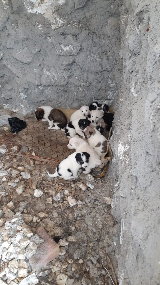 ACİL: Bizim köyde 23'ü yavru 30 köpek ve 1 metreyi aşkın kar var. Gençler kendi imkânlarıyla şimdiye kadar besledi. Ama acilen mama desteğine ihtiyaç var. Destek vermek isteyen arkadaşlar irtibat için lütfen <a href="/SrdrCnn/">Serdar Canan</a> adresine DM'den yazınız.