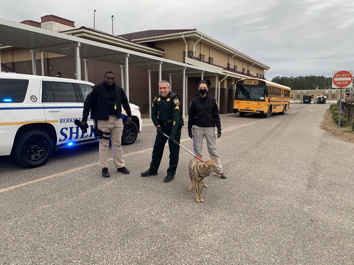 Well, it looks like Wile E. Coyote was captured by our Road Runner Deputies! 🏃 💨  He was captured quickly, but not before he had himself a HOWLIN’ good time inside of <a href="/bcsdschools/">BCSD Schools</a>.

#ExcuseMeMrAreYouLost 
#AndThatsAllFolks

facebook.com/10003673174849…