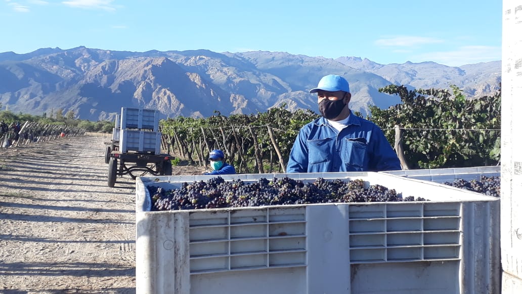 ¡Hoy Cafayate, Salta, dio inicio a la vendimia 2021! 
En Finca La Colección las labores se iniciaron muy temprano en la mañana para aprovechar las bajas temperaturas. Con un equipo de 47 trabajadores se cosecharon los primeros kilos de Pinot Noir de los Valles Calchaquíes. 🍇