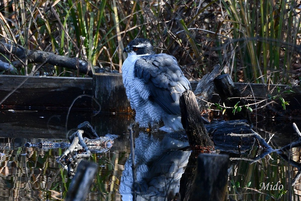mido3bitte's tweet photo. Northern Goshawk bathing time 💦 #AccipiterGentilis #birds #wildlife #japan https://t.co/VxLySHj8v0
