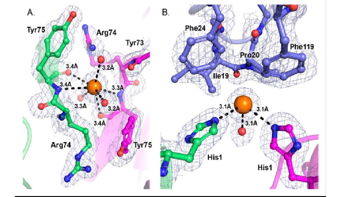 Rattlesnake venom neurotoxin structure investigated and reveal possible interactions with #CFTR found in #CysticFibrosis patients
doi: 10.3390/molecules25225290
#CalibreScientific

Learn about the MemGold used to create the crystal: hubs.ly/H0DkgXy0