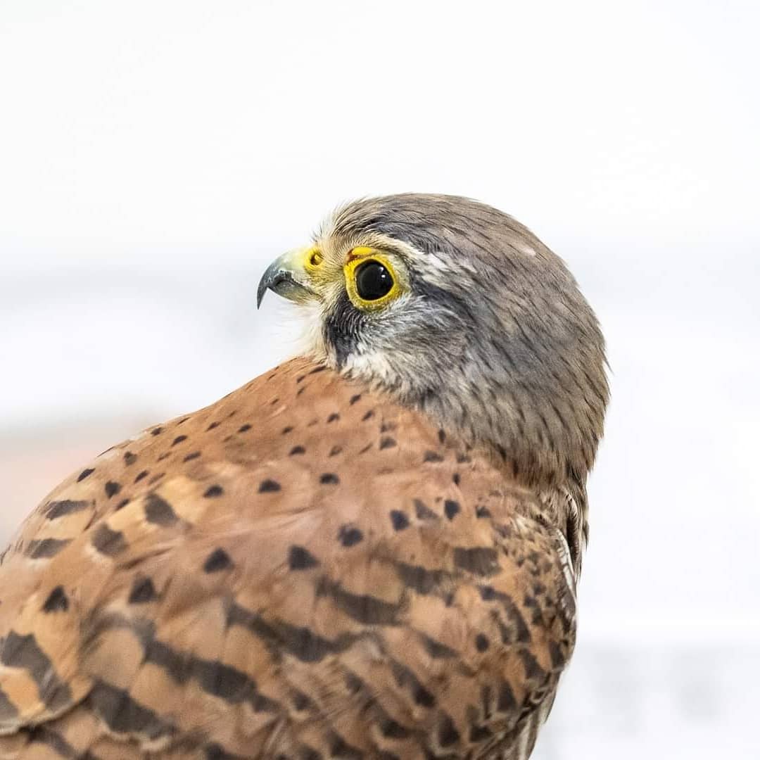 Le saviez-vous ? 

Le faucon crécerelle fait partie des falconidés, une famille de rapaces diurnes de taille petite à moyenne. On peut reconnaître le faucon crécerelle par son corps fin de petite taille et arborant un manteau roux. Celui-ci possède de longues ailes étroites. 1/3