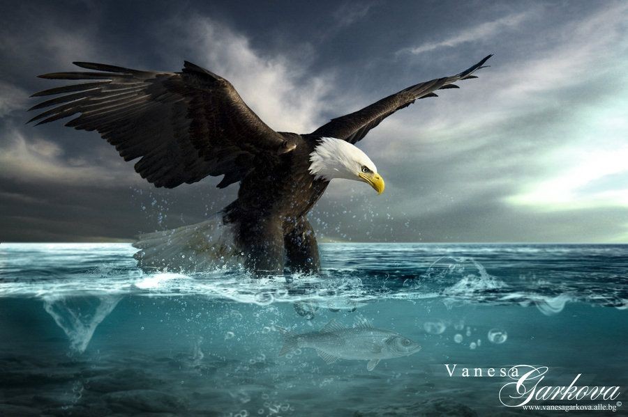 орел в полете. птицы над морем. орел черное море. орел над морем. белоголовый орлан hd.