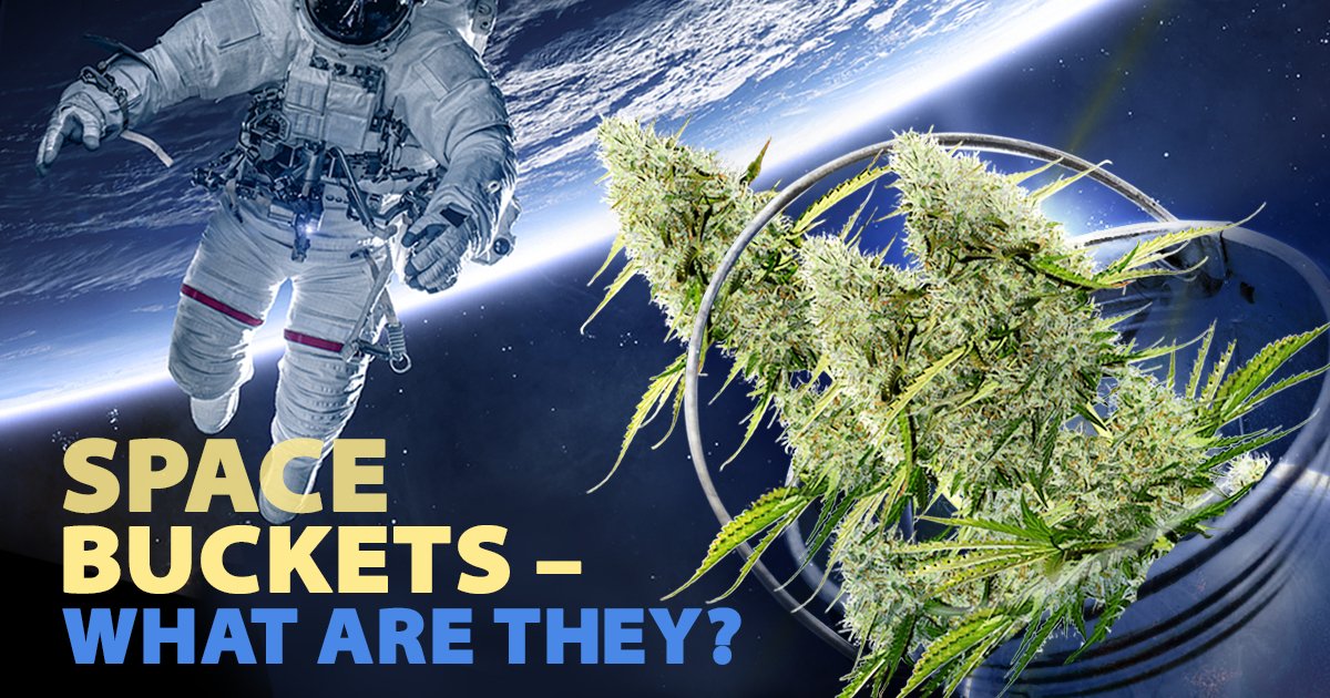 herbies_seeds's tweet photo. Space Buckets 🌌

In simplest terms, a space bucket is a self-contained grow room for a single plant. They’re easy to make, simple to manage, and you can automate them fairly easily.

#herbiesseeds #cannabisseeds #cannabiscultivation #gettinghigh #cannabiscommunity #cannabis https://t.co/iabrFUwNnG