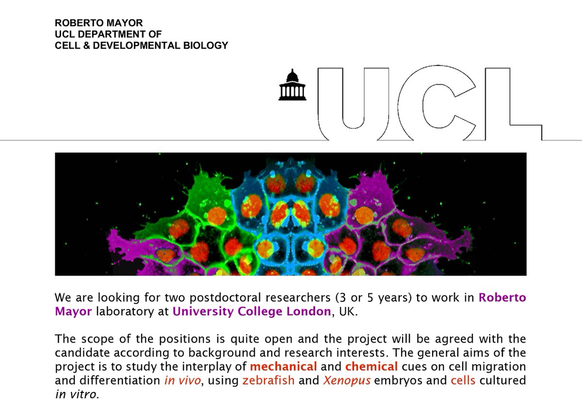 mayor_lab's tweet image. Please re-Twitt: Postdoctoral positions in Roberto Mayor lab. Interdisciplinary research. Flexibility on topic and start date.