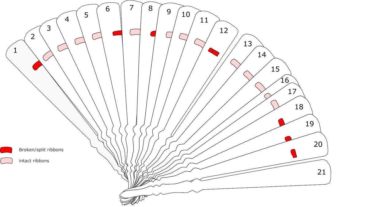 2. Brisé fans consist exclusively of sticks threaded together with ribbon. This fan has 21 ivory sticks which are threaded with strips of silk ribbon adhered to the back of one stick and the front of the neighbouring stick.  #NatSCAConservation