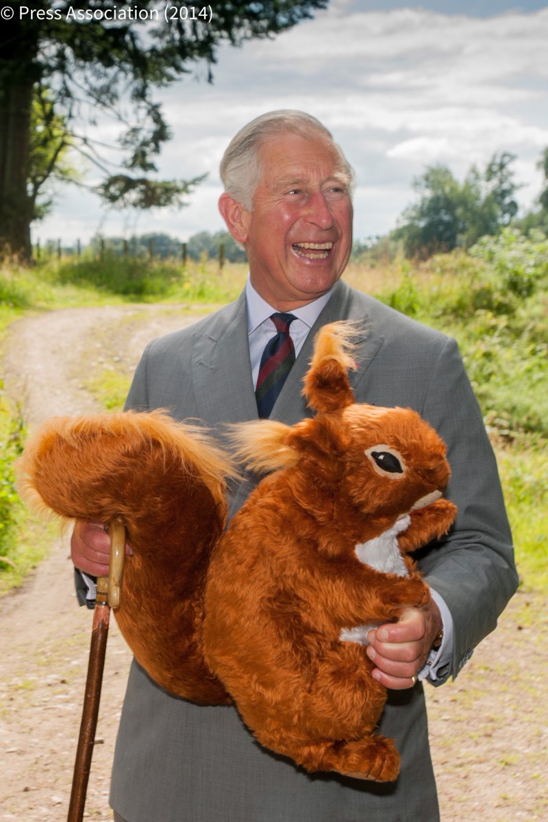 Red squirrels are officially categorised as an endangered species with less than 140,000 across the UK. 🐿️

<a href="/rsquirrelstrust/">RSST</a> and <a href="/SquirrelAccord/">UK Squirrel Accord</a> work to ensure the long-term future of red squirrels to protect their presence in our environment for generations to come.