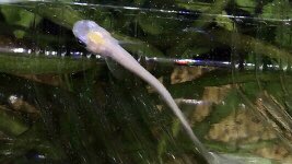メダカ愛 メダカ愛