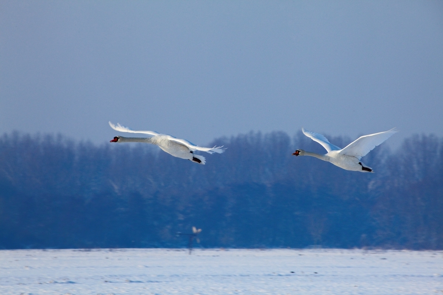We hebben een #vacature voor een ambtelijk secretaris voor de ondernemingsraad van Staatsbosbeheer. bit.ly/3iyK8SZ