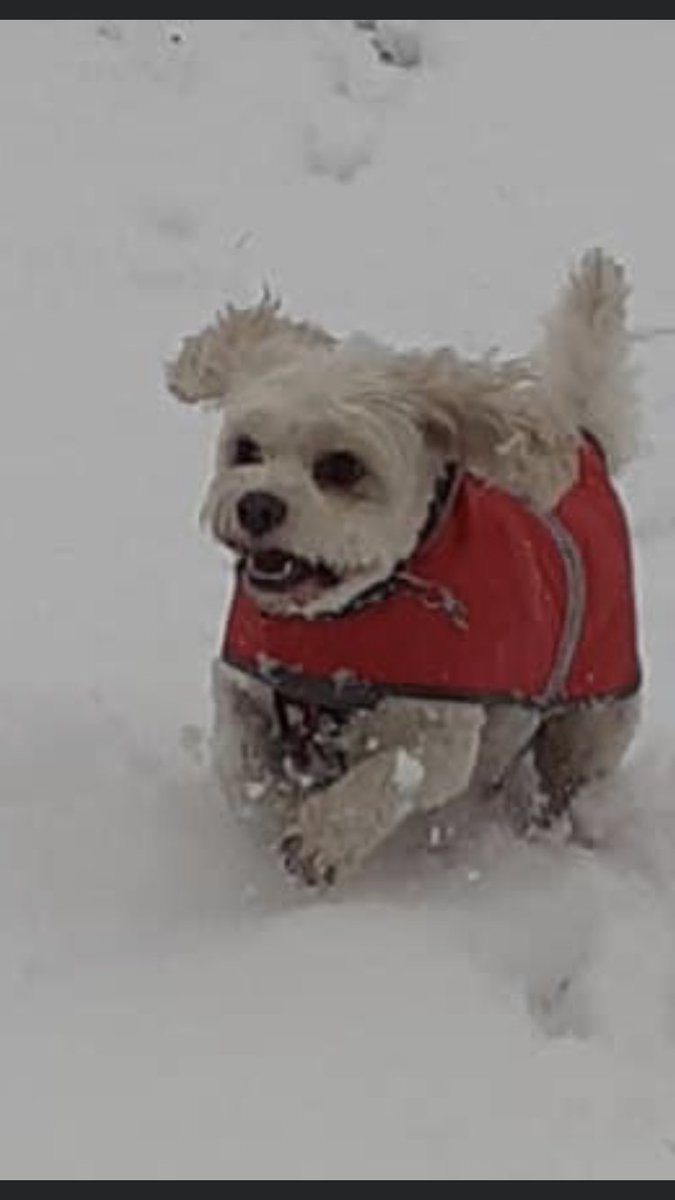 Dugs love snowy days