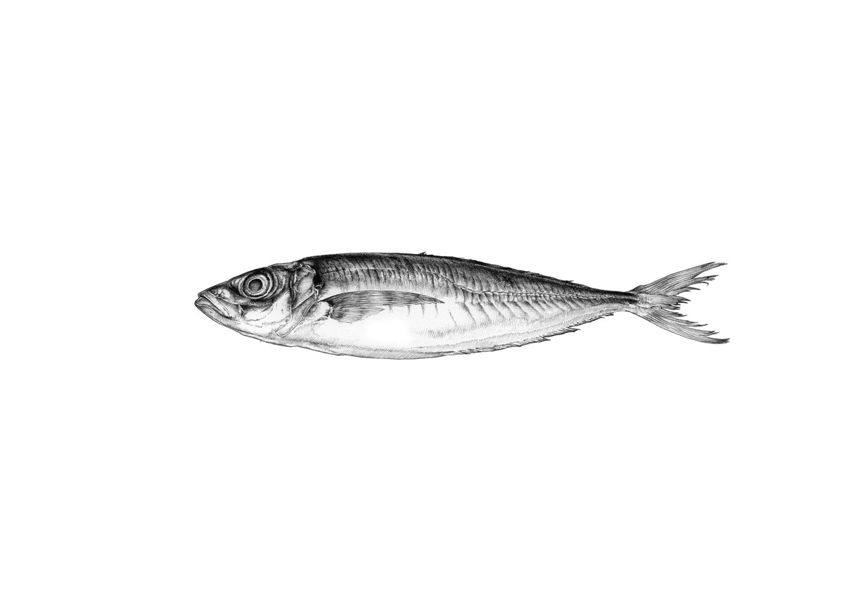 Twoucan 魚図鑑 の注目ツイート イラスト マンガ