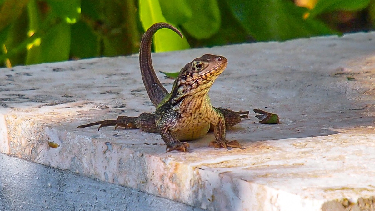 This is arguably the bravest #lizard in the #Caribbean. The aptly-named curly-tail lizard curls his tail when threatened. Approach one and see for yourself, though don't be surprised if he stands his ground more stridently than you expected. These guys don't spook easily...