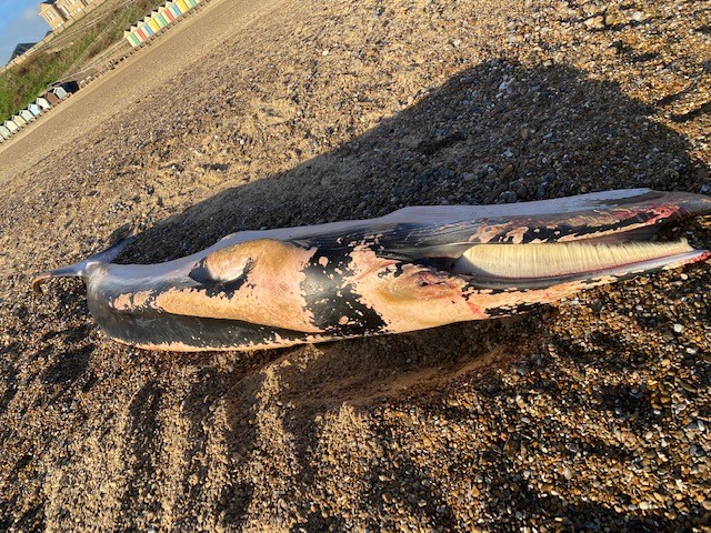 Lowestoft Coastguard are on the beach with a washed up Minke Whale! If you do go down to take a look please be mindful of the COVID social distancing guidelines and keep your dogs on a lead. 👀🐳 <a href="/MCA_media/">Maritime and Coastguard Agency</a> <a href="/HmcoastguardL/">HMCoastguard_Lowestoft</a> #NRT4 #COVID19 #803