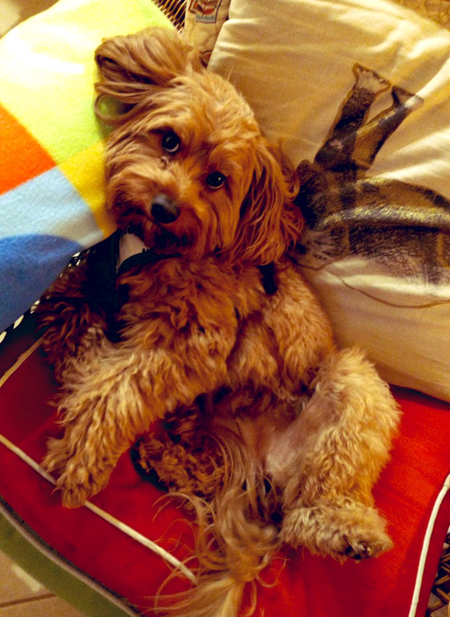 SatOnMeeting's tweet photo. If your DOG doesn’t like Someone, you probably should not either‼️🐶💖😊
#JustSaying #Gia #Cavapoo #DogsofTwittter #GoodJudgeOfCharacter #Vibes https://t.co/0V2a8wABSn