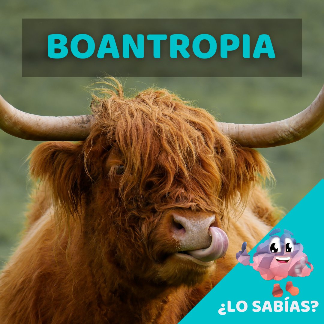 Espaciodevelop's tweet photo. La boantropia es conocida como delirio de licantropía. 
La persona tiene la creencia irreal de la transformación del cuerpo en una vaca o un buey y adapta su conducta a la del animal en cuestión. Cara de vaca
Cuéntanos en comentarios si conocías este trastorno y qué más sabes él https://t.co/0wZNPalCHD