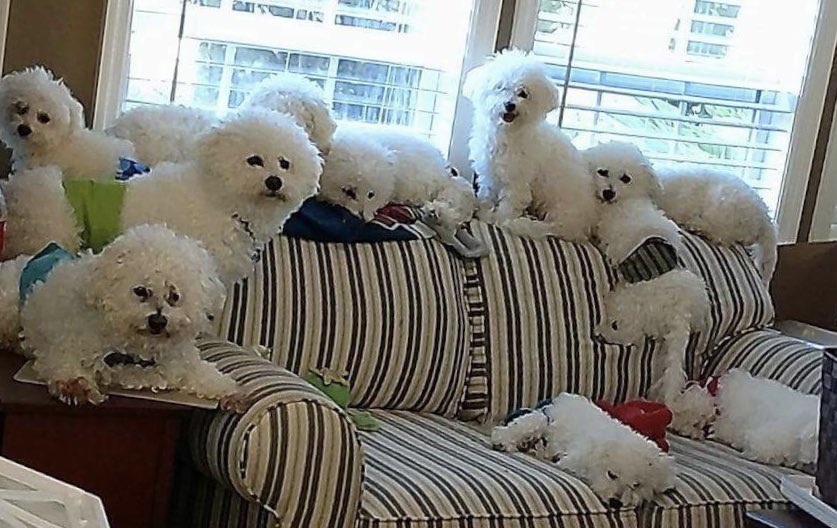 BichonPlace's tweet photo. @k8briz It’s just me and ten Bichons.  I think they thought I was really crazy when I clapped and cried at those spectacular fireworks!! 😂😂😭😭 https://t.co/oTSSrFRB5T