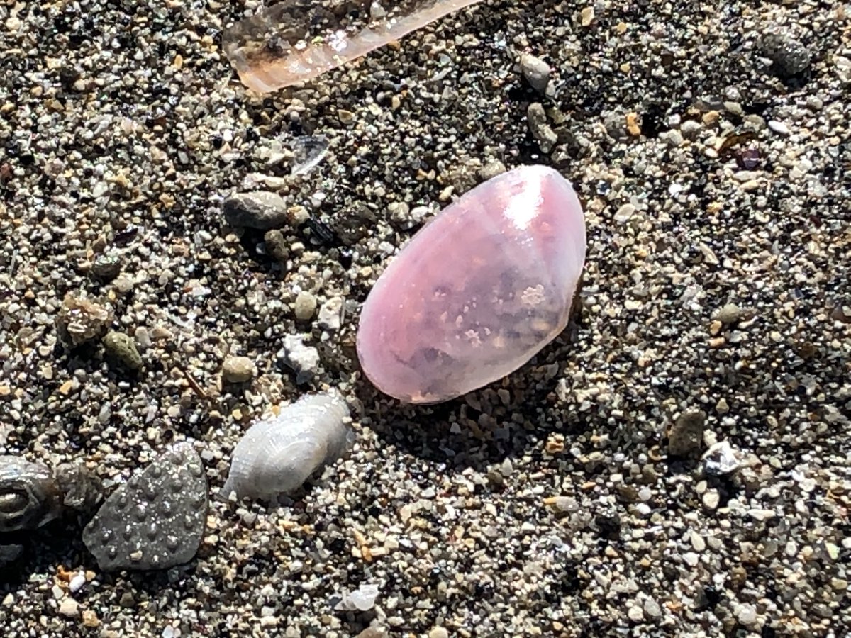 ヒロシ 午前中は再び桜貝収集に没頭 砂まみれの桜貝が多く正確な色 形 種類 などは判別しづらい中 ひたすら地道に小瓶に入れる作業 それにしても砂浜が広大 海岸ではウォーキング ジョギング 犬の散歩の人が多い そこで しゃがみこみ 桜貝捜索活動