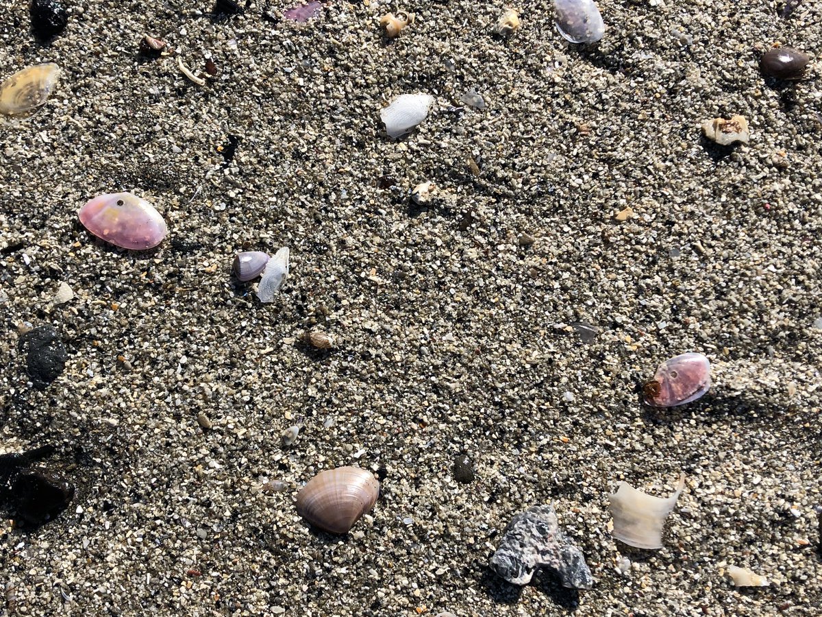 ヒロシ 午前中は再び桜貝収集に没頭 砂まみれの桜貝が多く正確な色 形 種類 などは判別しづらい中 ひたすら地道に小瓶に入れる作業 それにしても砂浜が広大 海岸ではウォーキング ジョギング 犬の散歩の人が多い そこで しゃがみこみ 桜貝捜索活動