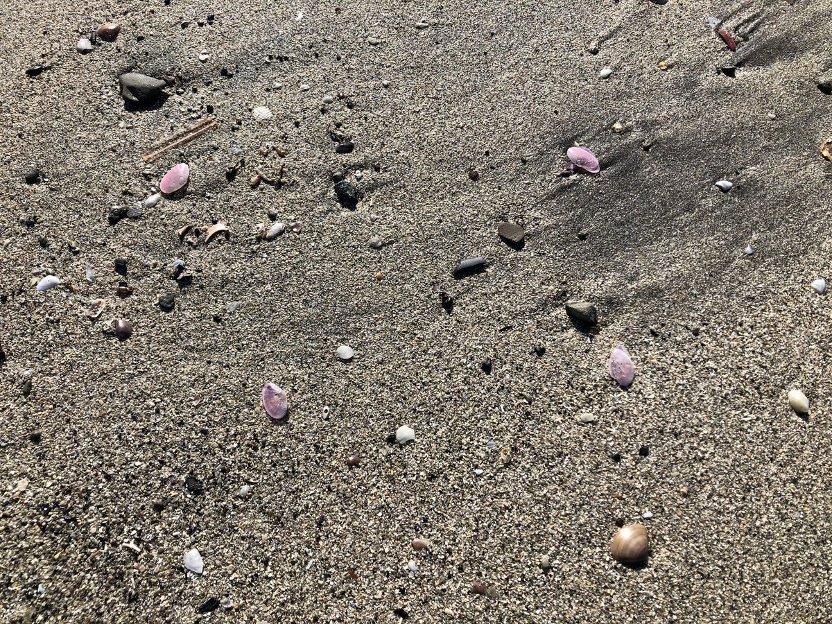 ヒロシ 午前中は再び桜貝収集に没頭 砂まみれの桜貝が多く正確な色 形 種類 などは判別しづらい中 ひたすら地道に小瓶に入れる作業 それにしても砂浜が広大 海岸ではウォーキング ジョギング 犬の散歩の人が多い そこで しゃがみこみ 桜貝捜索活動