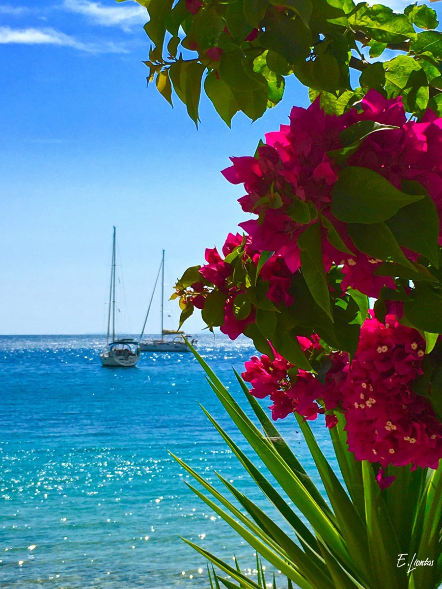 SamosProperties's tweet image. Pythagorion on the island of Samos.......amazing during the day and mesmorising in the evening.....Greece at it's best....!
#aegean #greece #hellas #beachlife #propertyinvestment 
#beautifulworld #boats
Property for sale in this wonderful town...@SamosProperties