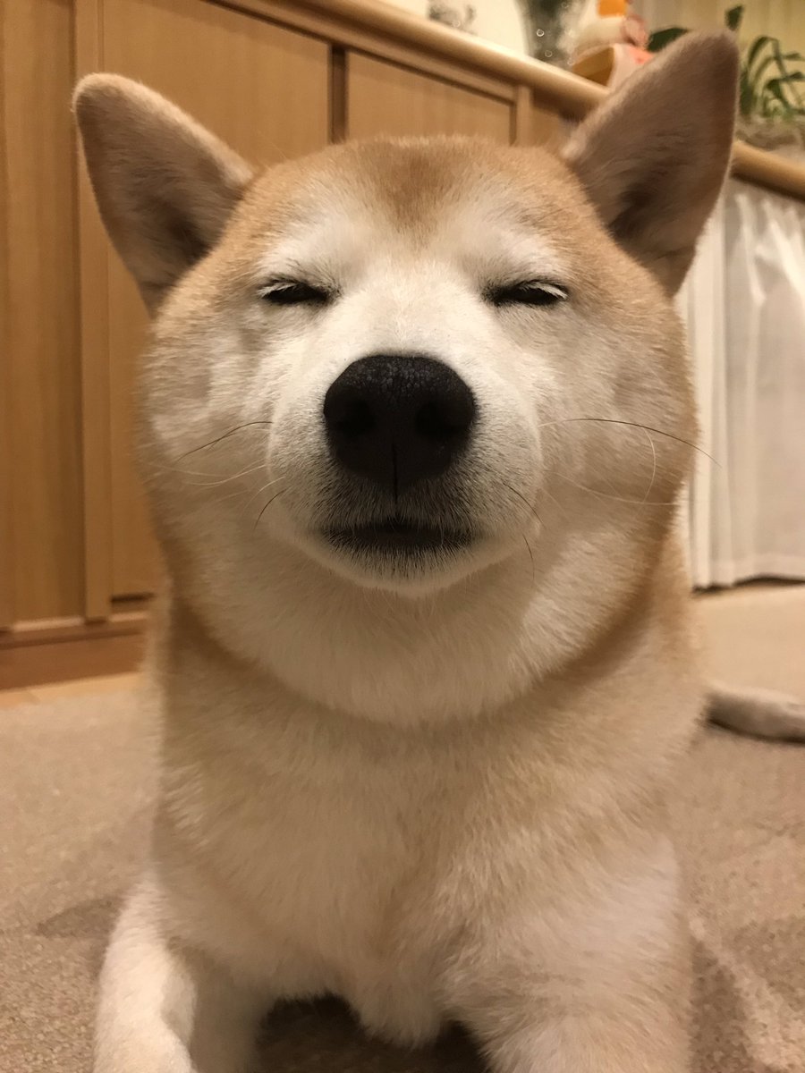 キス顔モモさん #柴犬 #愛犬 #犬 #shibainu #shibadog #cute #kawaii