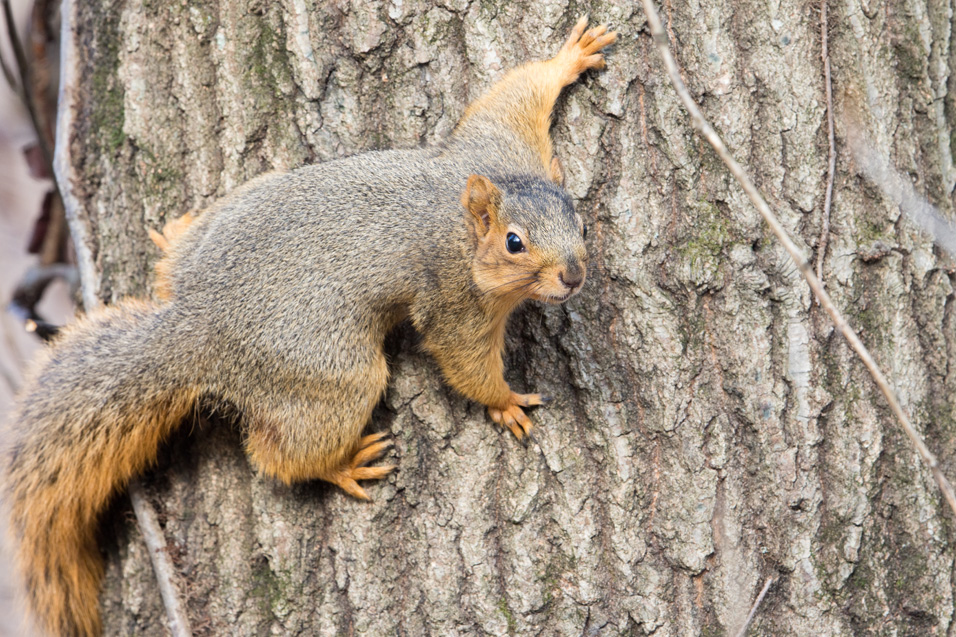 ohiodnr's tweet photo. We are going a little nutty today for #NationalSquirrelAppreciationDay! 🐿️🌰 Take a little time to learn about all of the squirrels native to Ohio by downloading our Mammals of Ohio Field Guide - https://t.co/aqRgAmRuFp @OhioDivWildlife @OHEducation #WildOhio #squirrel https://t.co/J3NNX8ofh6