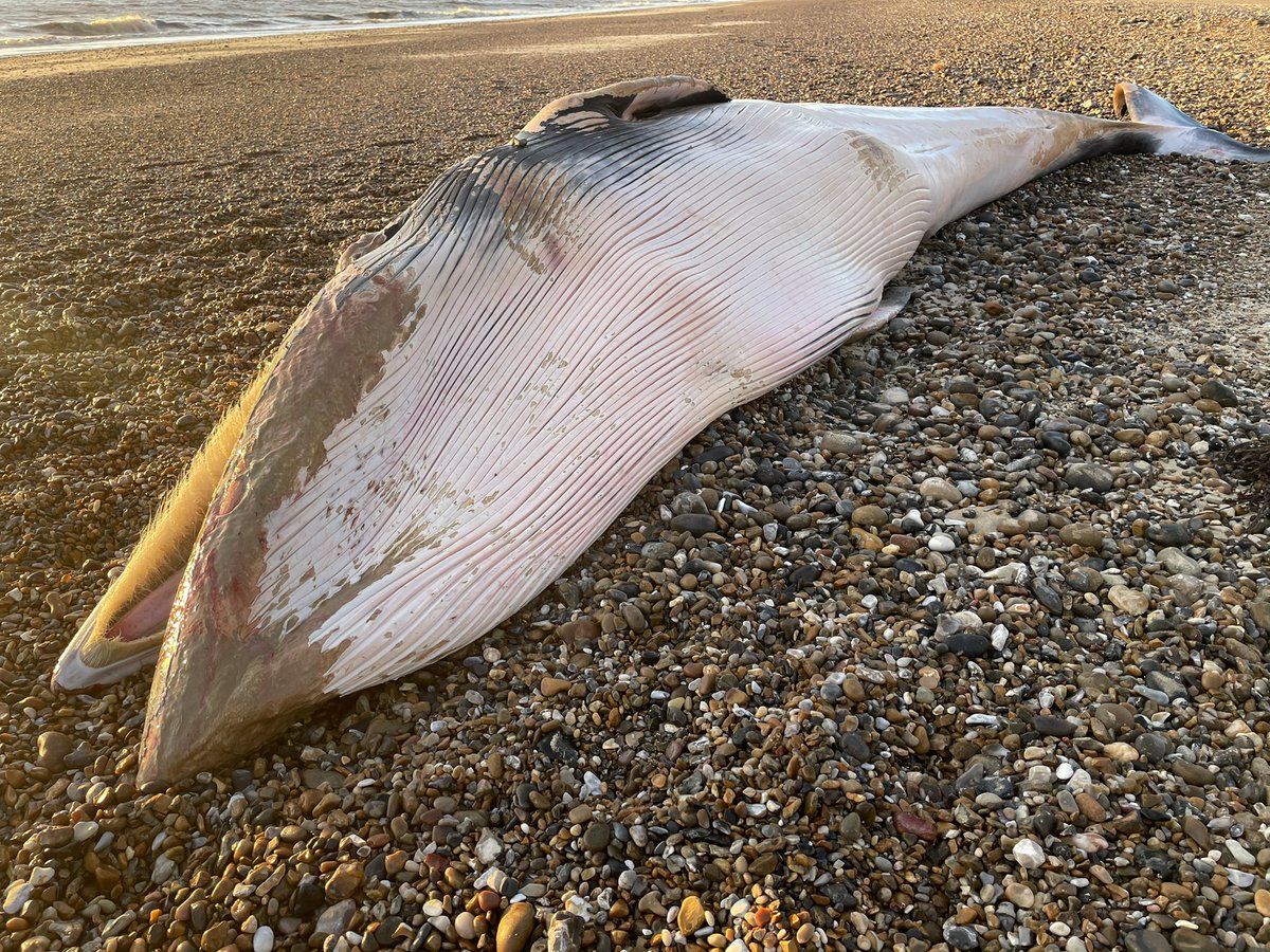 The team have been in attendance today at Lowestoft South Beach where a deceased Minke Whale has washed up. Please keep your dogs away from the whale. ZSL London Zoo scientists are unable to attend due to COVID-19 restrictions <a href="/strandings_man/">Rob Deaville</a> <a href="/SuffolkPolice/">Suffolk Police</a> <a href="/MCA_media/">Maritime and Coastguard Agency</a>