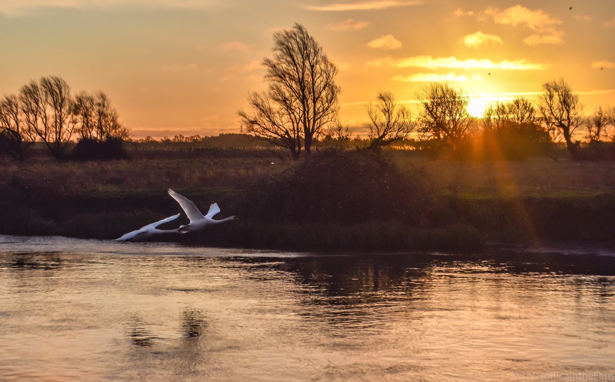 VeronicaJoPo's tweet photo. These swans took me by suprise this morning, as I was just leaving. So the settings weren’t right, but how lovely to see them fly past 🥰🦢❤️🦢 #swans #flyingswans #sunrise #thefens #ElyRiverside https://t.co/tobatmg4Xl