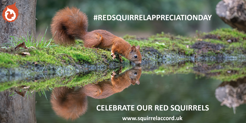 SquirrelAccord's tweet photo. Let the #RedSquirrelAppreciationDay Twitterstorm 12:00-14:00 commence. Celebrate the wonders of our #redsquirrels and highlight the threats they face to a wide audience through tweeting, liking and sharing posts with the day's hashtag. Securing the future of our red squirrels. https://t.co/OQbWmLQ7Bi