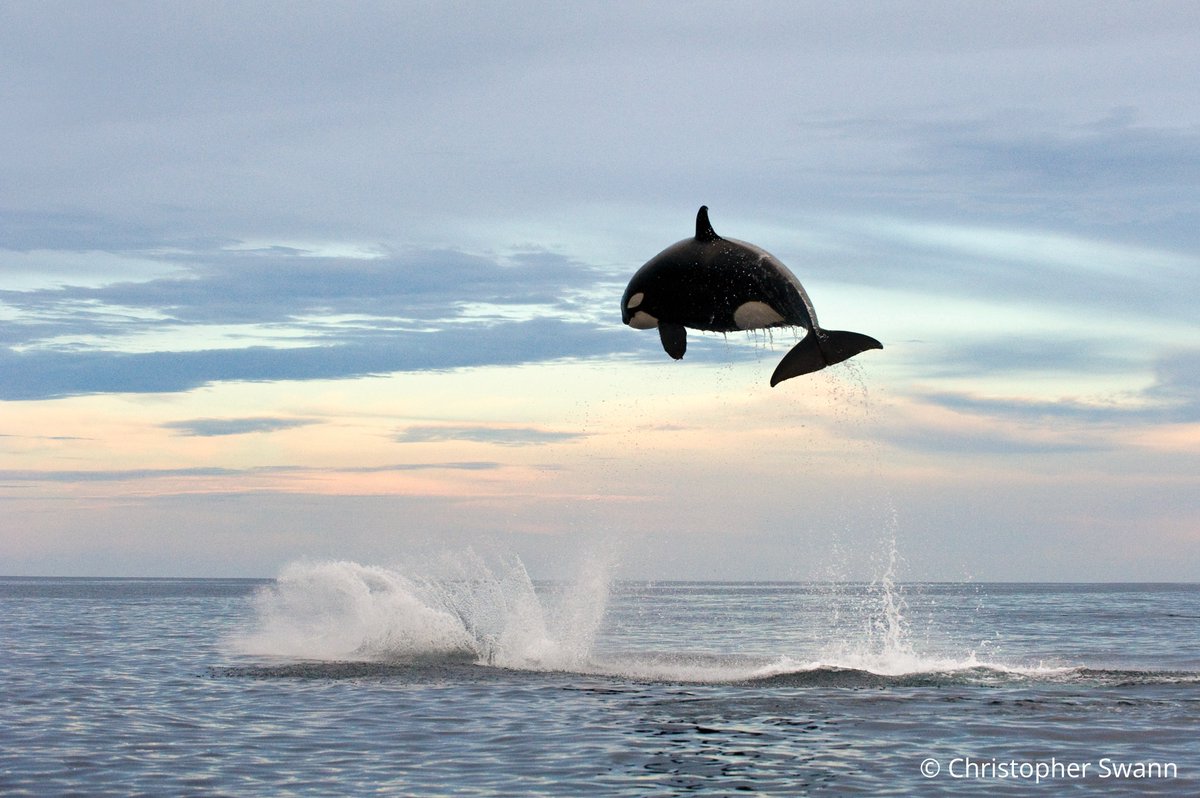 Whale and Dolphin Conservation (WDC) tweet media