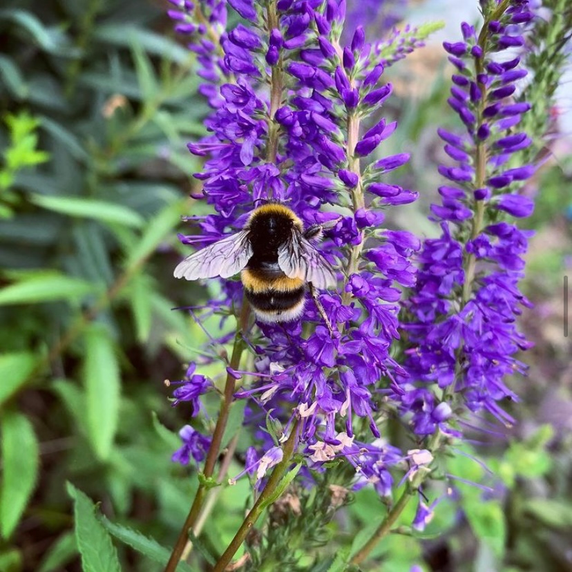 Bees and flowers are our favourite things to look at 😍⁣
⁣
📷 @my_little_country_garden⁣
⁣
#bumblebee #protectthebees #honey #savetheplanet #pollinators