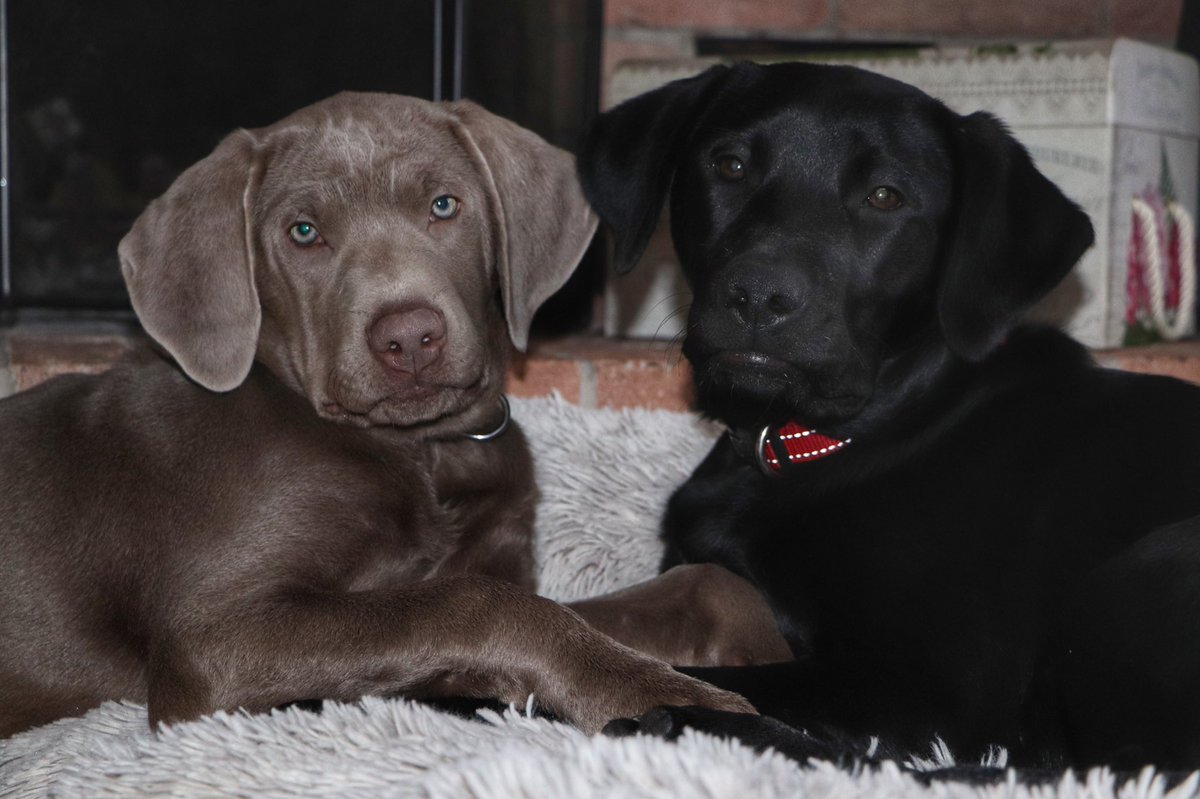 26_silver's tweet photo. What I wanted when I said “say cheese” vs. what I got.  #thursdaymorning #dogsoftwitter #labrador https://t.co/A8pqRhWE8z