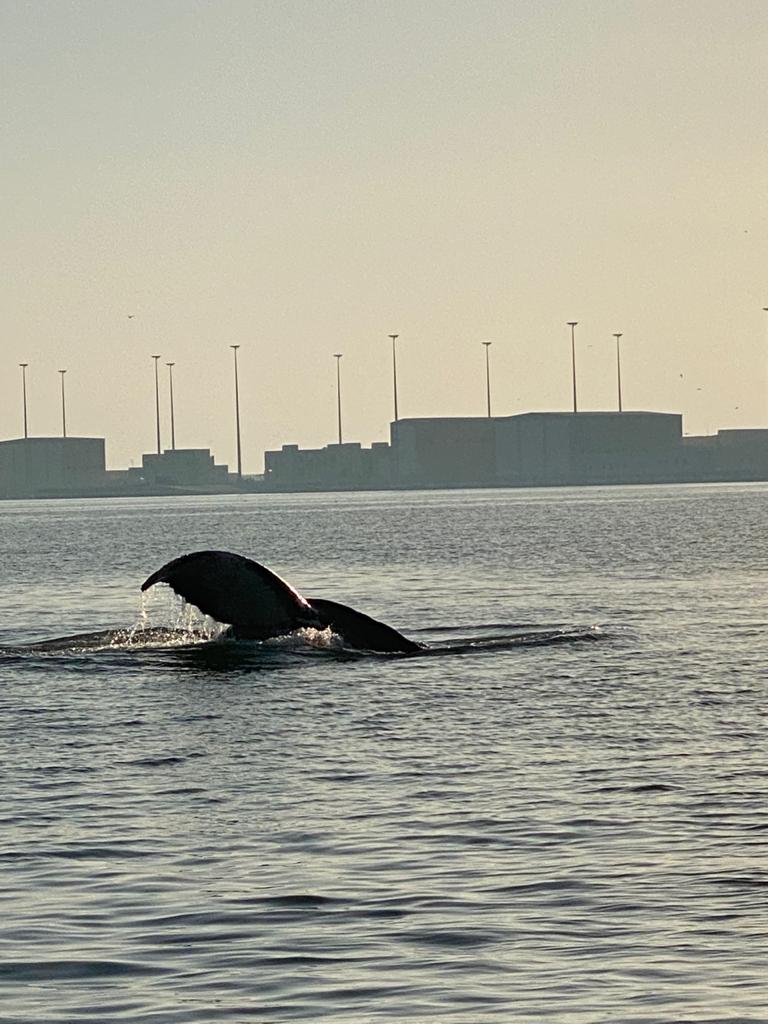 portofduqm's tweet photo. We would like to express our sincere thanks to the dedicated team of specialist who have been working with guidance from the IWC Global Whale Entanglement Network and to the Port of Duqm, ROP Coastguard and RAFO who have all supported this effort.  
... https://t.co/U6ukv68K2J