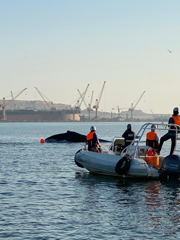 portofduqm's tweet photo. We would like to express our sincere thanks to the dedicated team of specialist who have been working with guidance from the IWC Global Whale Entanglement Network and to the Port of Duqm, ROP Coastguard and RAFO who have all supported this effort.  
... https://t.co/U6ukv68K2J
