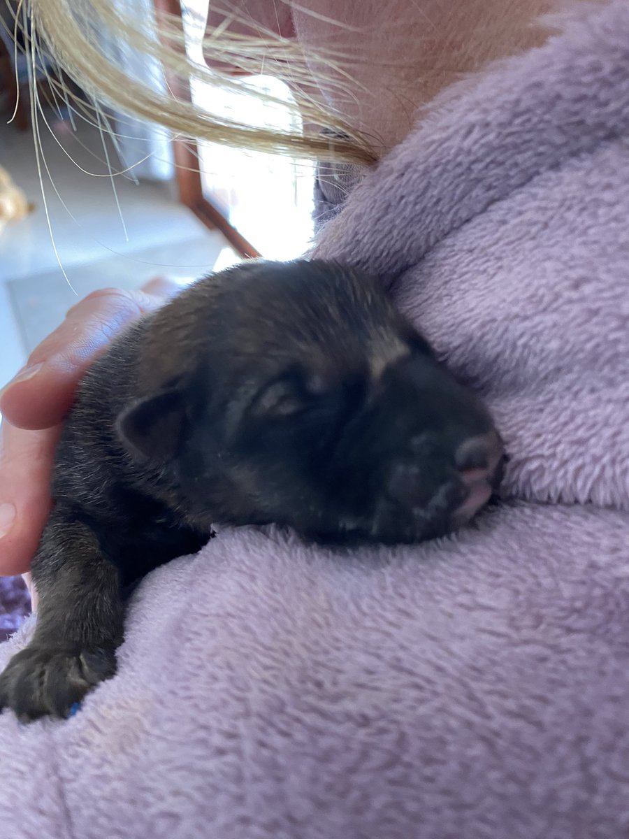 Meet Blue. Born between 15th and 17th January to unknown mother. Found thrown away beside roadside in a plastic bag in Paphos, Cyprus. Why ‘blue’? Because we painted his claws blue to identify him from his siblings! #pafospups #abandonedpups #puppies #RescueDogs