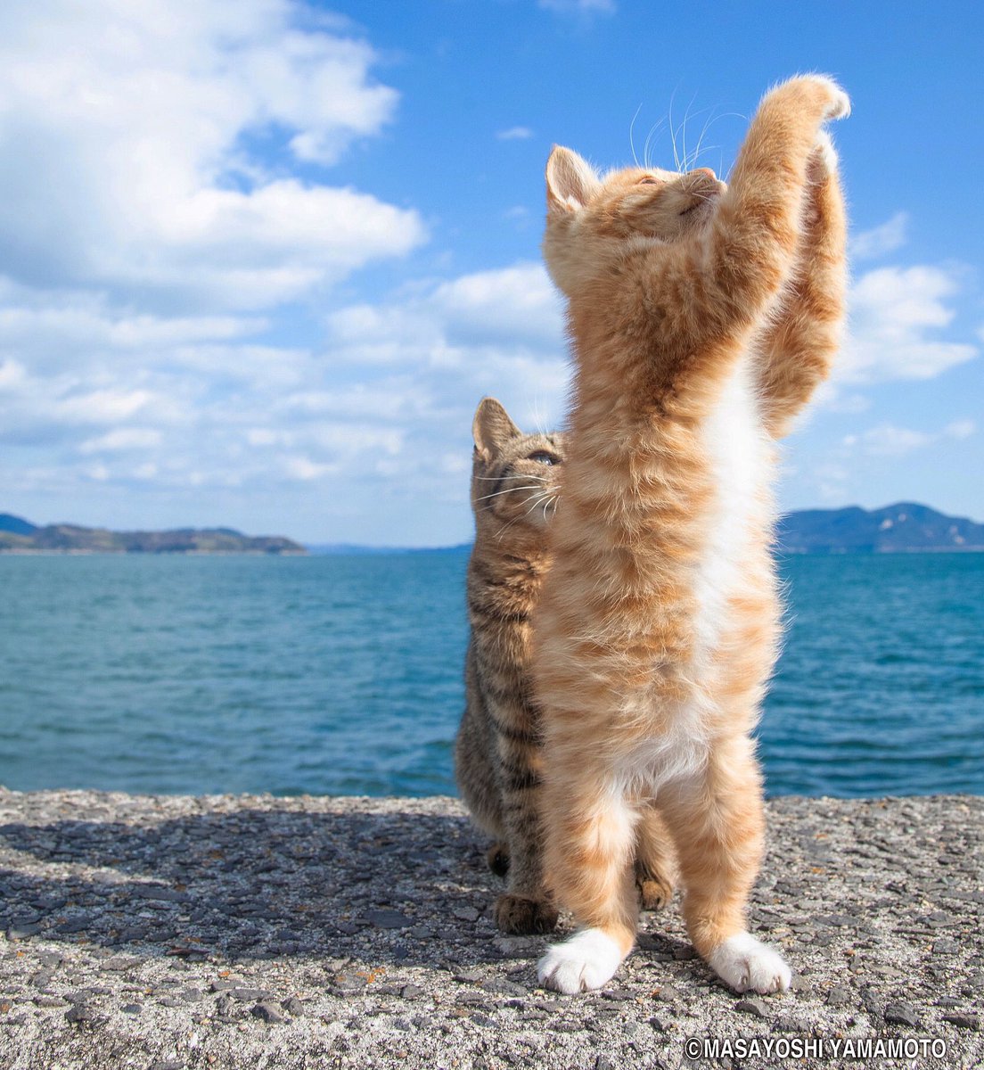 山本 正義 Masayoshi Yamamoto 立ち猫 على تويتر 友の為に祈る Pray For My Friend ねこ 猫 立ち猫 Tachineko 立ちネコ Cats